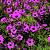 Geranium 'Patricia' Pot 9 cm