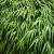 Hakonechloa macra Pot 9 cm