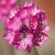 Armeria mar. 'Splendens' Pot 9 cm