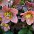 Helleborus orientalis Pot 9 cm