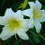 Hemerocallis 'White Temptation' Pot 9 cm