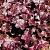 Heuchera 'Obsidian' Pot 9 cm