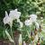 Iris (G) 'Christmas Angel' Pot 9 cm