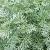 Artemisia 'Powis Castle' Pot 9 cm