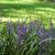 Liriope muscari Pot 9 cm