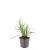 Liriope muscari 'Moneymaker' Pot 9 cm