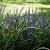 Liriope muscari 'Moneymaker' Pot 2 Liter
