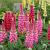 Lupinus 'Gallery Pink' Pot 9 cm