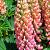 Lupinus 'The Chatelaine' Pot 9 cm
