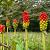 Arum italicum Pot 9 cm