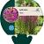 Lythrum Robin Pot 9 cm