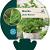 Mentha spicata 'Moroccan' Pot 9 cm