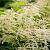 Aruncus aethusifolius Pot 9 cm