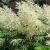 Aruncus dioicus 'Kneiffii' Pot 9 cm