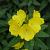 Oenothera fr. 'Fyrverkeri' Pot 9 cm