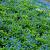 Omphalodes verna Pot 9 cm