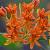 Asclepias tuberosa Pot 9 cm