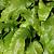 Asplenium scolopendrium Pot 9 cm