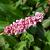 Persicaria aff. 'Kabouter' Pot 9 cm
