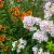 Phlox (S) 'Amazing Grace' Pot 9 cm
