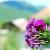 Phlox (P) 'Amethyst' Pot 9 cm