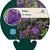 Phlox (P) 'Amethyst' Pot 9 cm