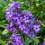 Phlox (P) 'Blue Paradise' Pot 9 cm