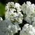 Phlox (P) 'Fujiyama' Pot 9 cm