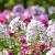 Phlox (P) 'Laura' Pot 9 cm