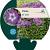 Phlox (P) 'Laura' Pot 9 cm