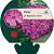 Phlox (S) 'MacDaniel's Cushion' Pot 9 cm