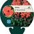 Phlox (P) 'Orange Perfection' Pot 9 cm