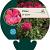Phlox (P) 'Starfire' Pot 9 cm