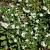 Aster ageratoides 'Asran' Pot 9 cm