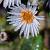 Aster ageratoides 'Stardust' Pot 9 cm