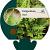 Polypodium vulgare Pot 9 cm