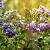 Pulmonaria officinalis Pot 9 cm