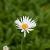 Aster alpinus 'Albus' Pot 9 cm