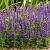 Salvia nemorosa Sensation Deep Blue Pot 9 cm
