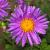 Aster alpinus 'Happy End' Pot 9 cm