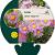 Aster alpinus 'Happy End' Pot 9 cm