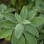Salvia officinalis Pot 9 cm
