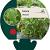 Salvia officinalis Pot 9 cm