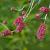 Sanguisorba minor Pot 9 cm