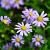 Aster amellus 'Rudolf Goethe' Pot 9 cm