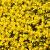 Sedum acre Pot 9 cm