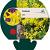 Sedum acre Pot 9 cm