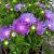 Stokesia laevis Pot 9 cm