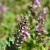 Teucrium chamaedrys Pot 9 cm
