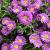 Aster (D) 'Anneke' Pot 9 cm